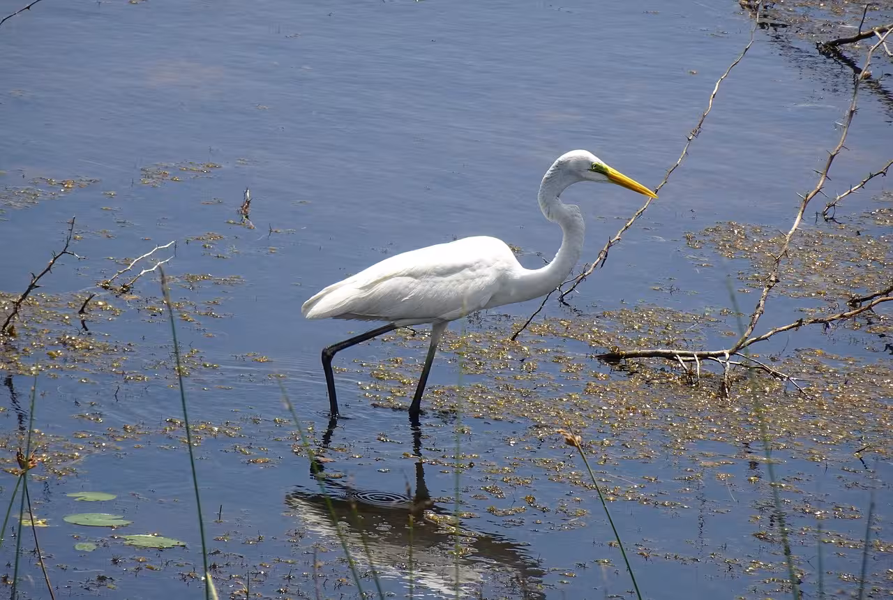 Piemonte per birdwatcher: laghi, risaie e parchi naturali