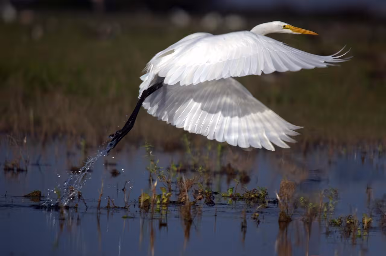 Lago di Candia: natura, birdwatching e gita facile da Torino