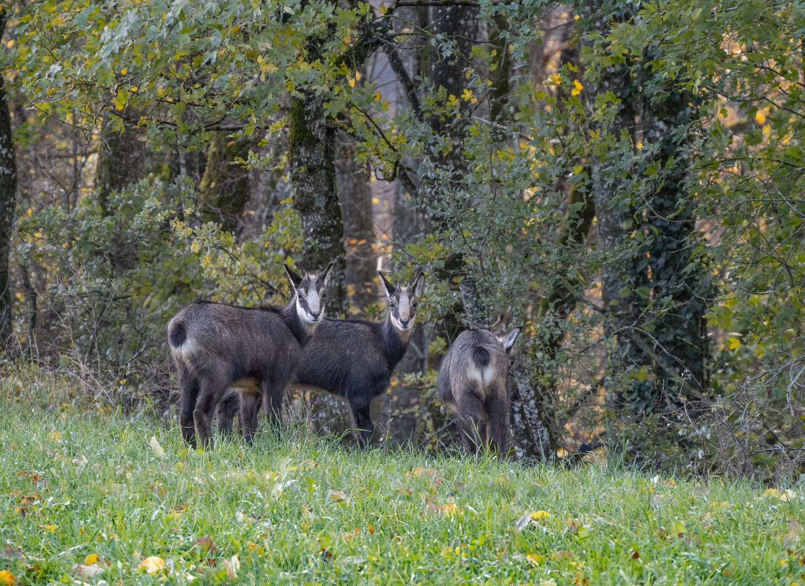 Piemonte con nonni e nipoti: itinerari facili tra cultura e natura