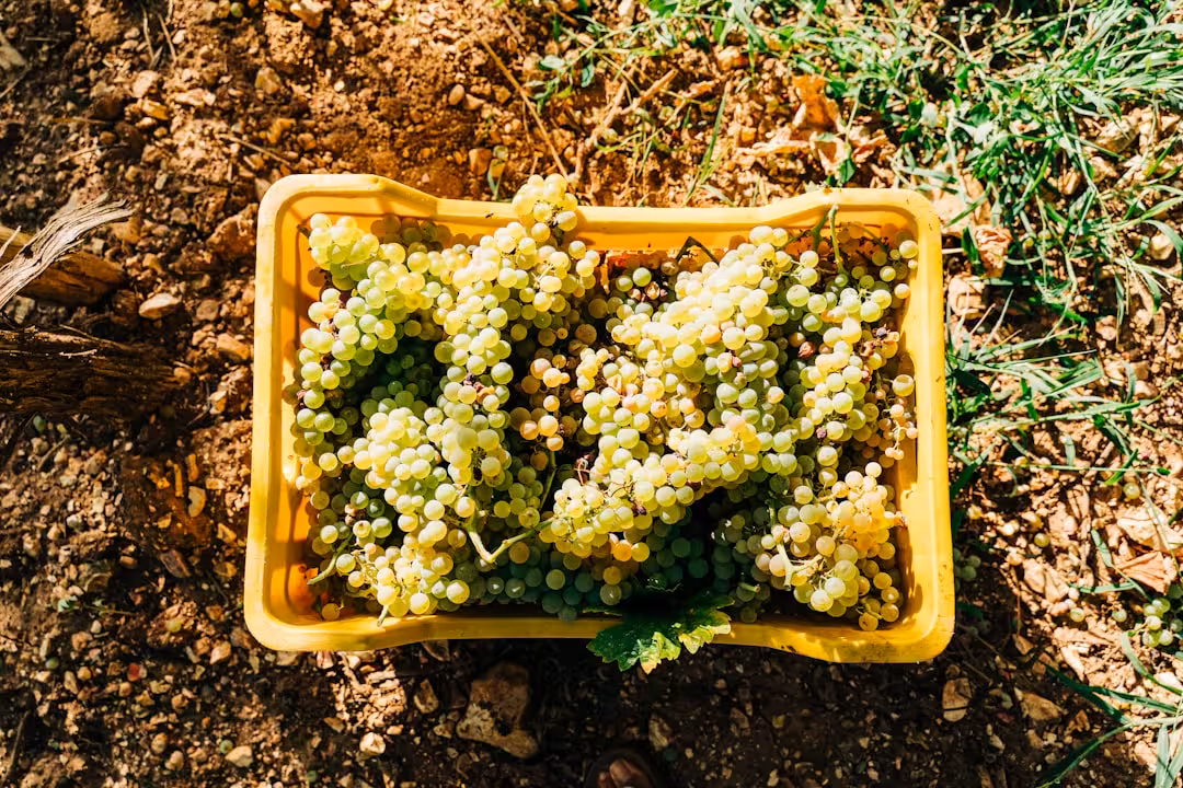Vendemmia nelle Langhe: quando andare e quali esperienze prenotare