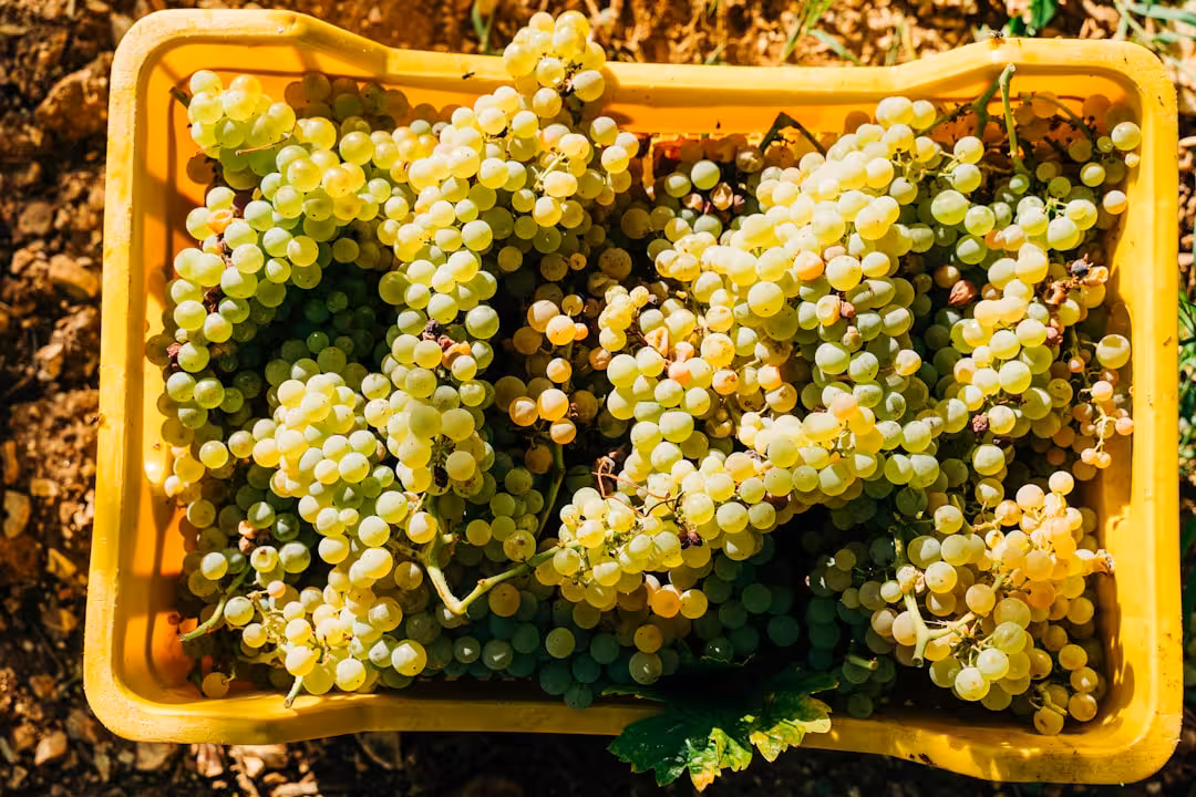 Langhe a settembre: vendemmia, cantine e itinerari tra vigne vive