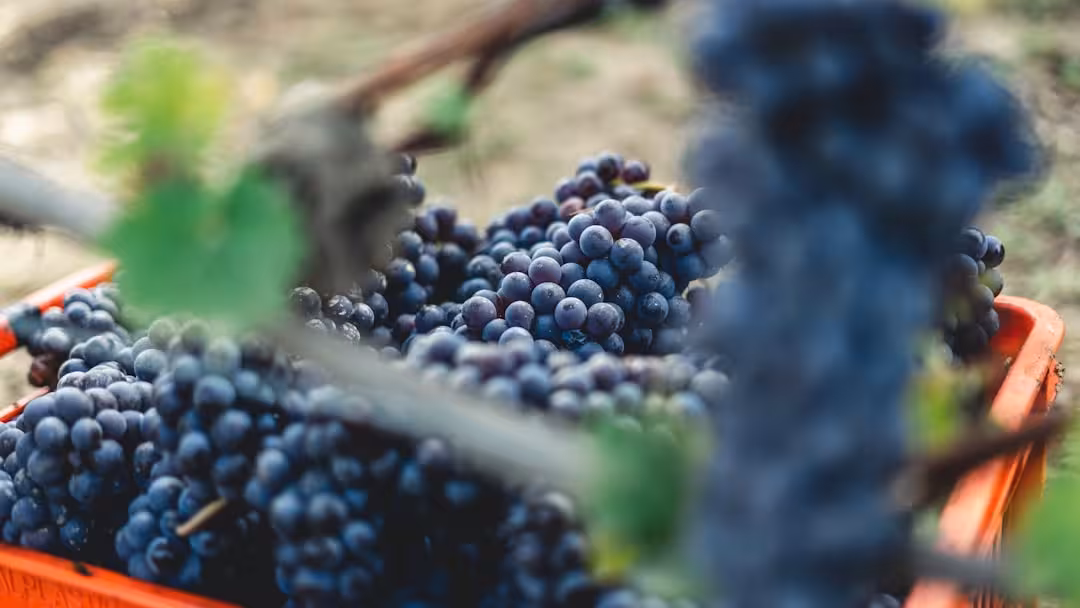 Langhe a ottobre: tartufo, vendemmia tardiva e borghi da prenotare in anticipo