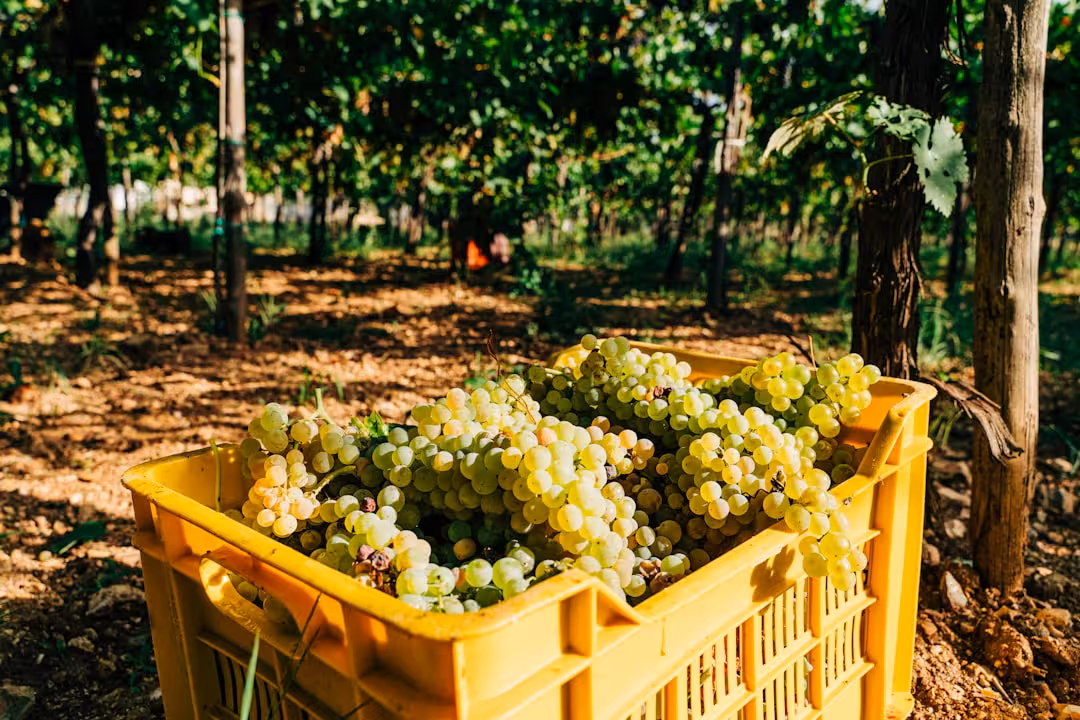 Eventi in Piemonte a settembre: vendemmia, palio e ritorno dei festival