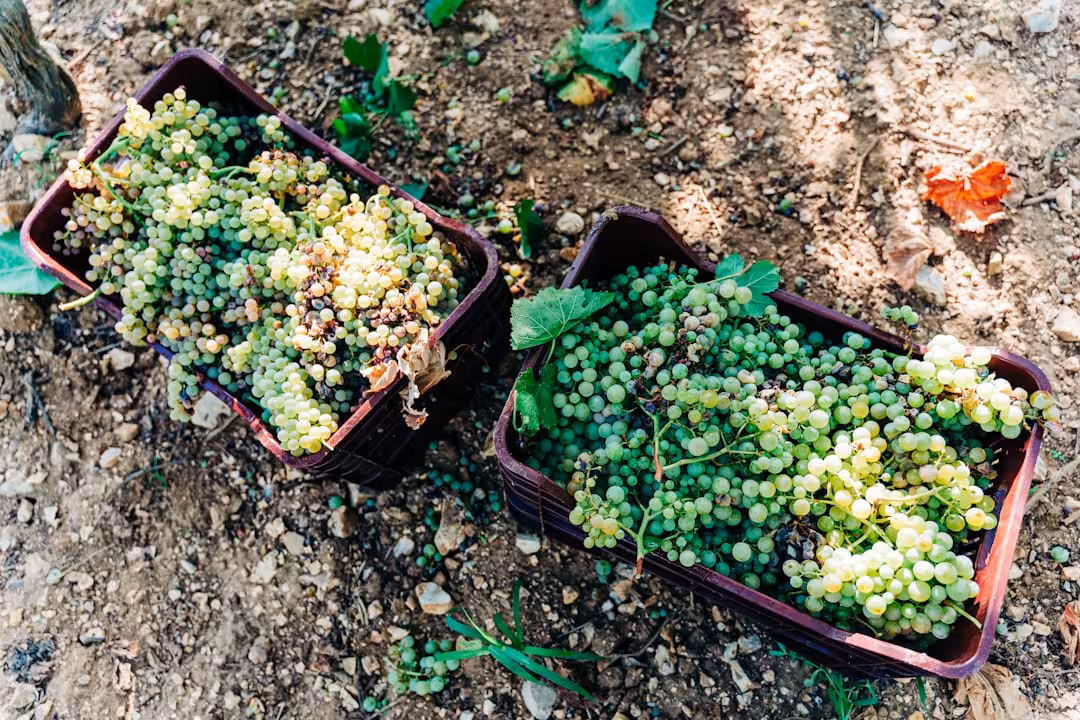 Feste della vendemmia in Piemonte: dove vivere le vigne tra settembre e ottobre