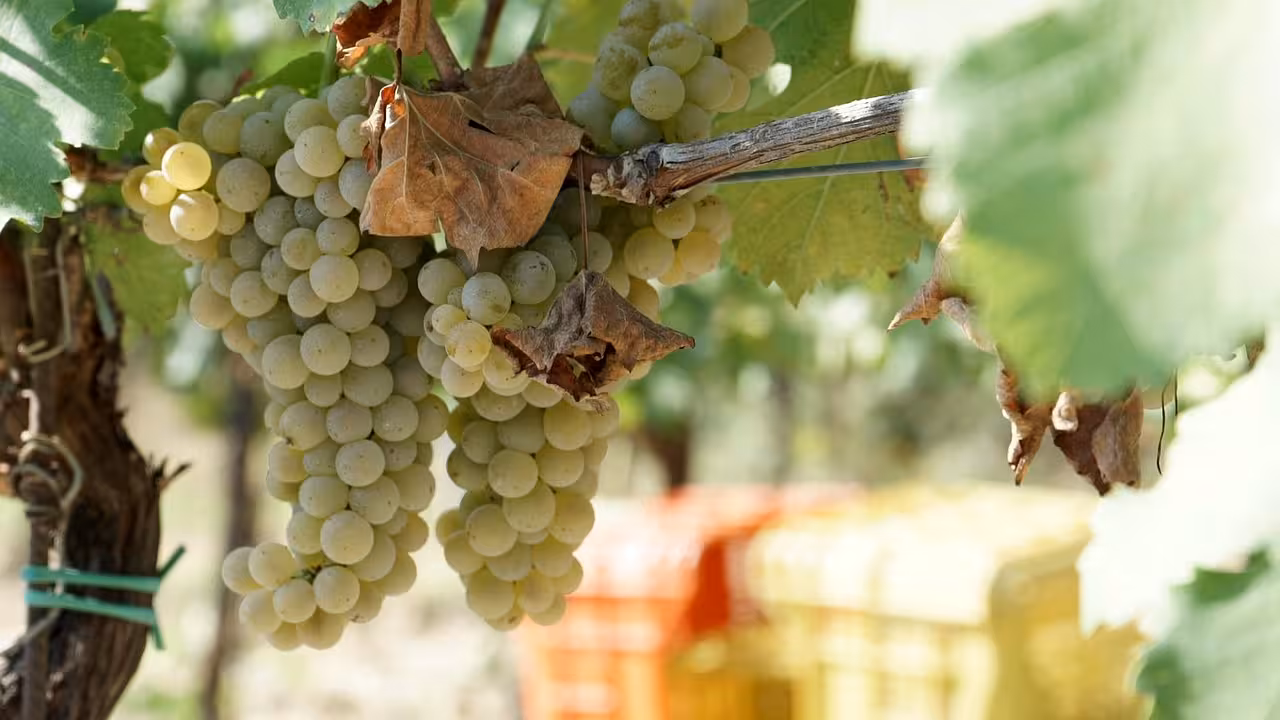 Ruchè di Castagnole Monferrato: Vigne, Infernot Minori e Colline Interne