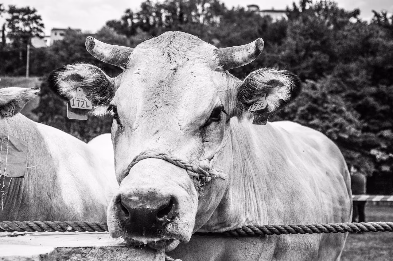 Fiere agricole in Piemonte: animali, trattori e tradizioni rurali