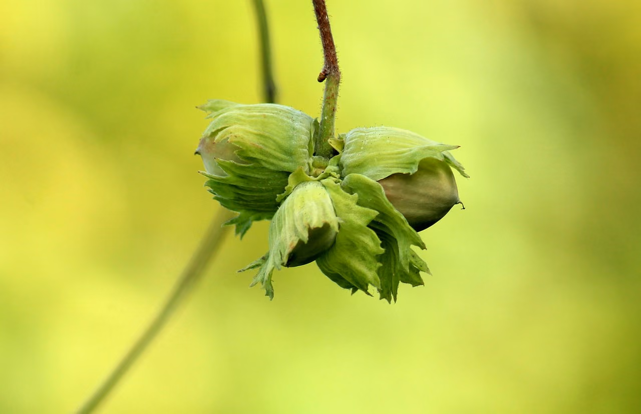 Acciughe al verde: storia piemontese e ristoranti dove trovarle