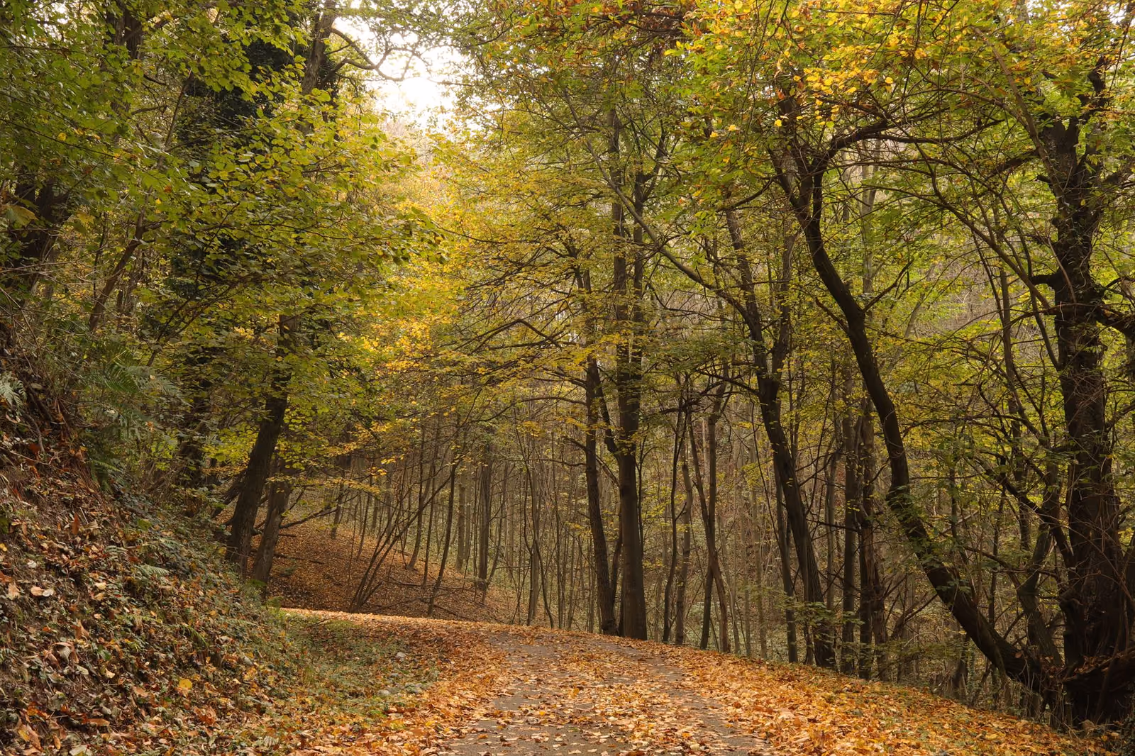 Forest bathing in Piemonte: boschi e guide per un weekend rigenerante
