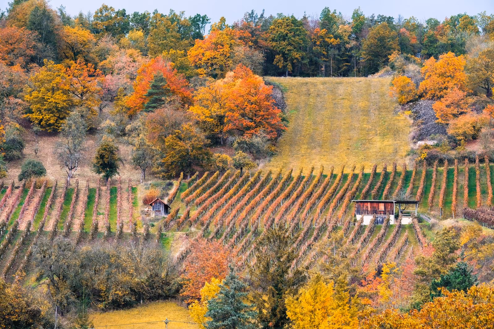Langhe per il foliage: dove vedere i colori d’autunno senza perdersi