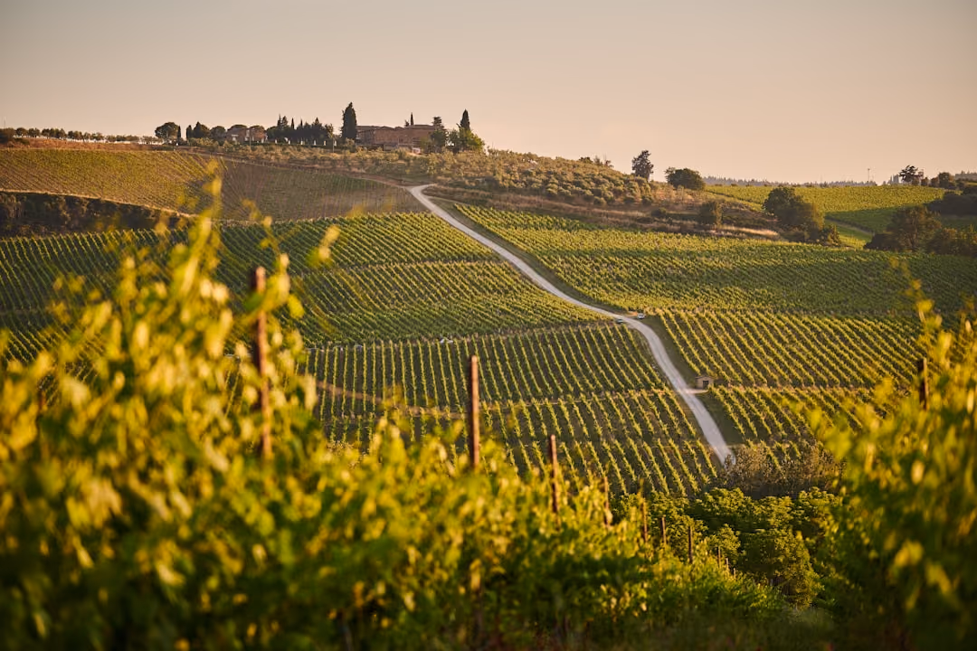 Nascetta del Comune di Novello: il bianco raro delle Langhe e dove assaggiarlo