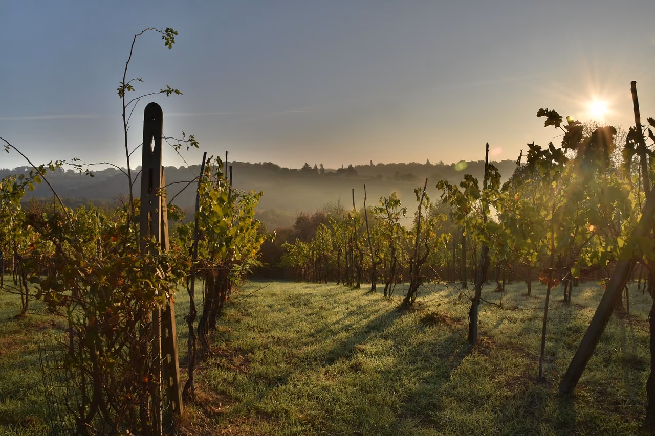 Freisa piemontese: dove assaggiarla tra Chieri, Monferrato e Langhe