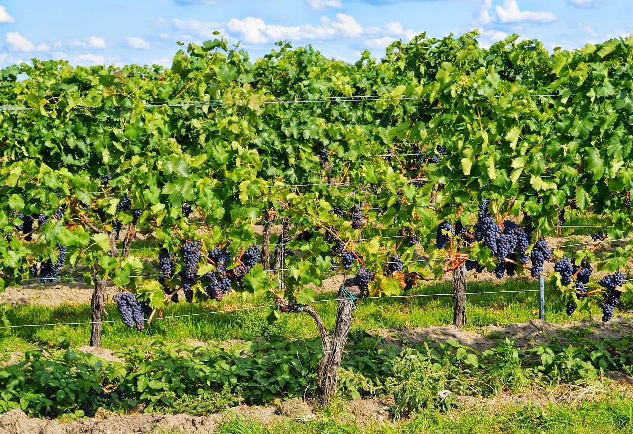 Grappa piemontese: distillerie, degustazioni e itinerari nel Monferrato