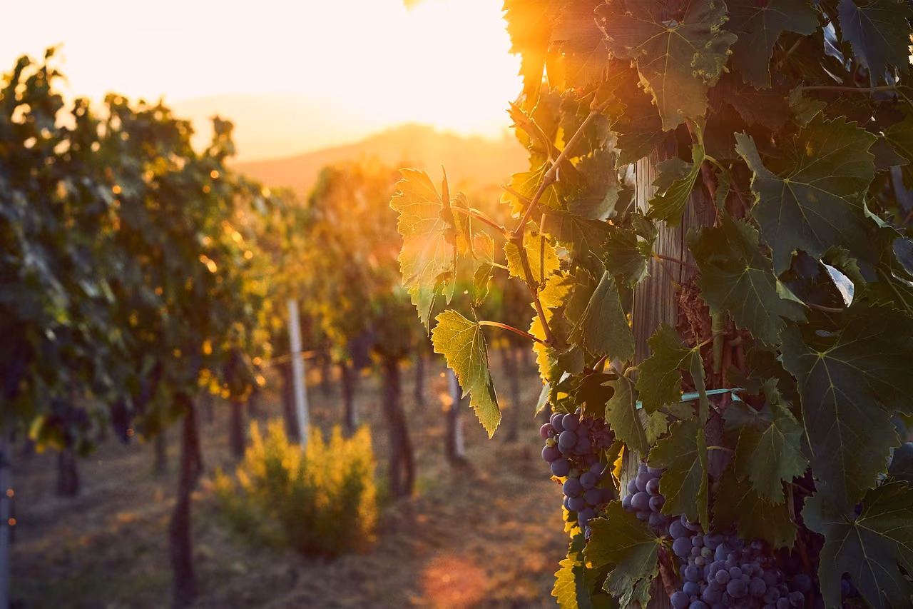 Langhe a giugno: concerti, cene all’aperto e itinerari al tramonto