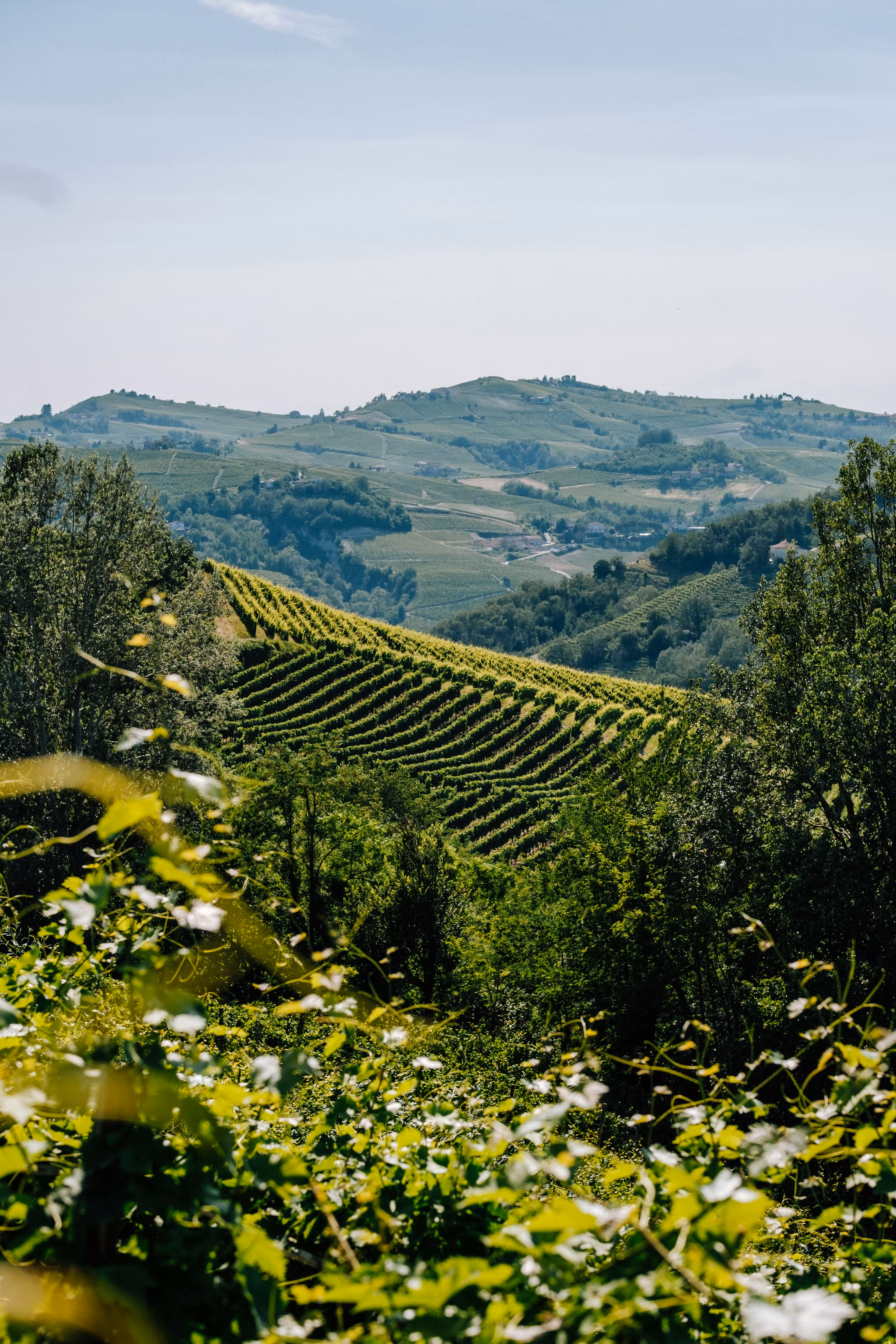 Barbaresco: guida al borgo, alle cantine e alle colline del Nebbiolo